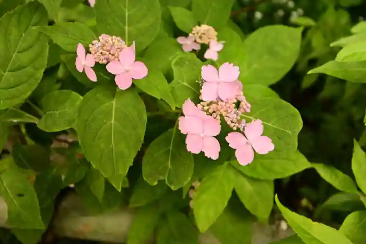 矢田寺(奈良県)