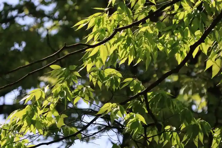 愛宕神社の自然