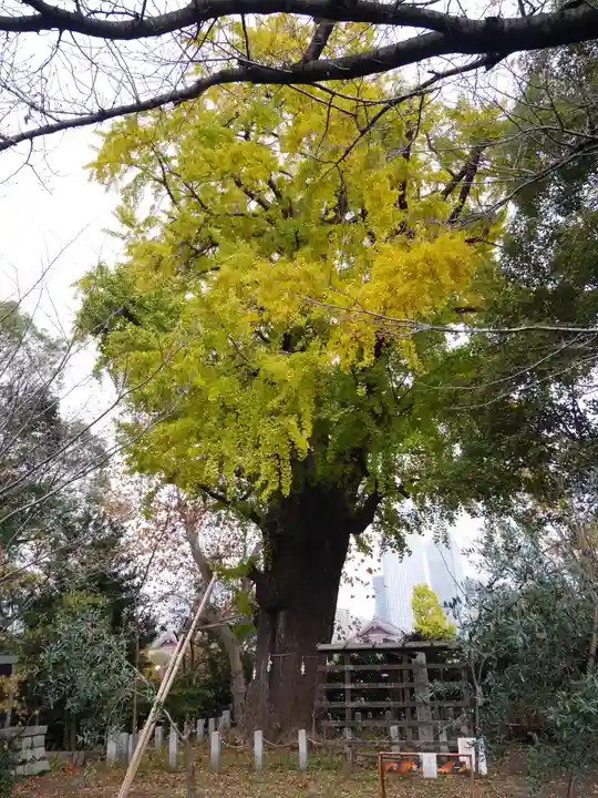 芝東照宮の自然