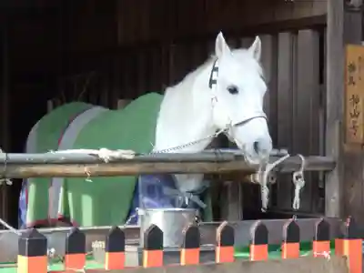 賀茂別雷神社（上賀茂神社）の動物
