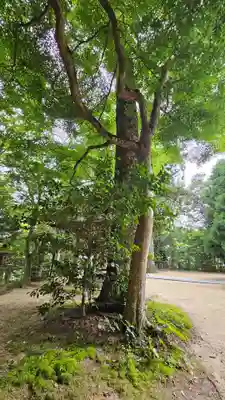 玉作湯神社(島根県)