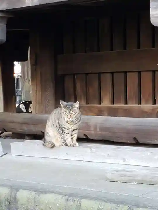 太宗寺の動物