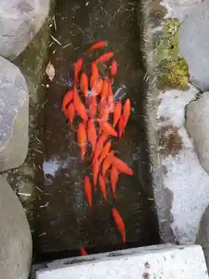 阿佐ヶ谷神明宮(東京都)