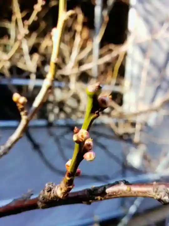 月窓寺(東京都)