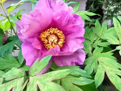 真言宗　善通寺派　薬王寺の自然