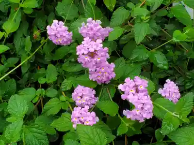鷺宮八幡神社（保久良神社末社・お旅所）の自然