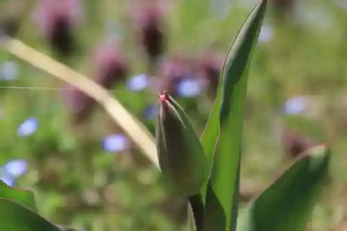 高司神社〜むすびの神の鎮まる社〜の自然