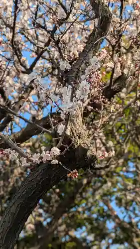 新琴似神社(北海道)