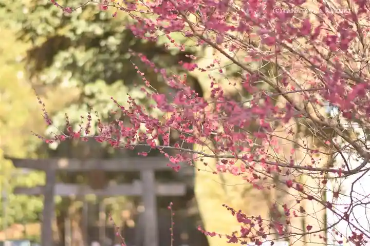 渋谷氷川神社の自然