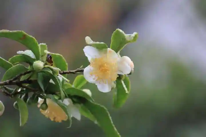 豊景神社の庭園