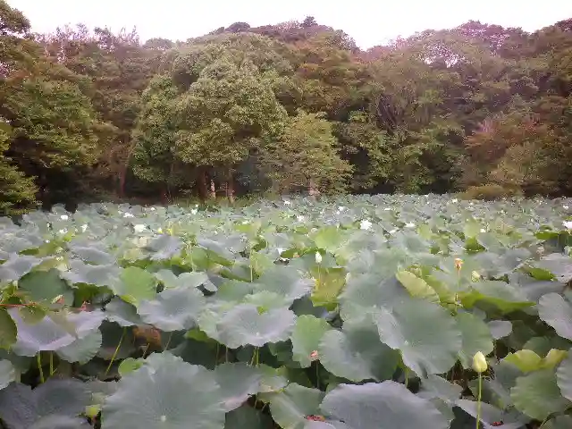 鶴岡八幡宮の自然