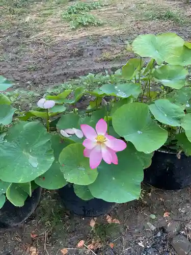 一心寺・一心禅寺の庭園