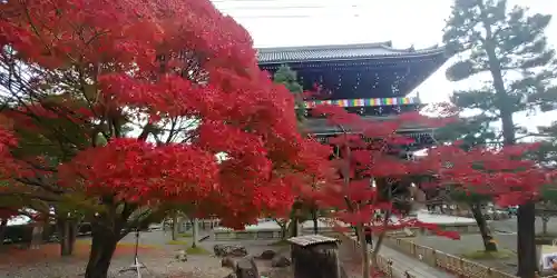 くろ谷 金戒光明寺の自然