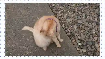 唐澤山神社(栃木県)