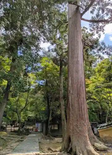 手向山八幡宮(奈良県)