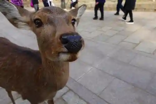 氷室神社の動物