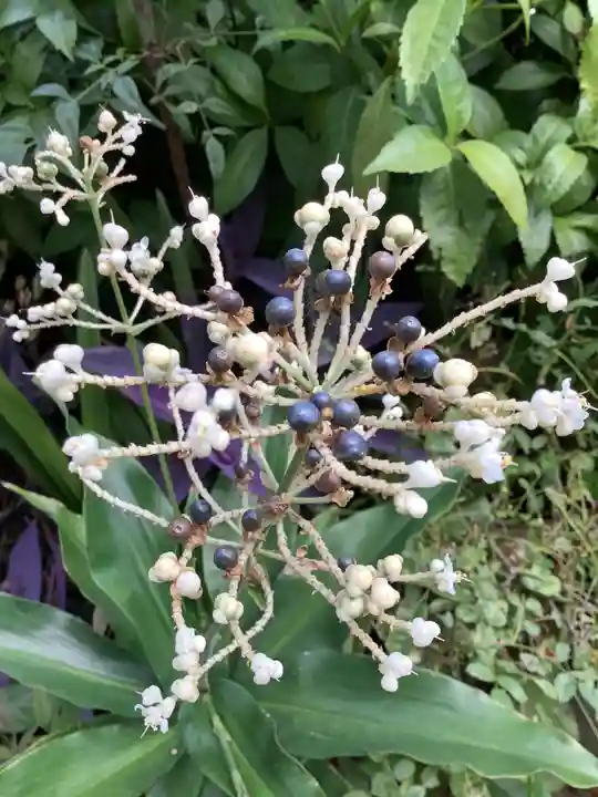 三輪神社の自然