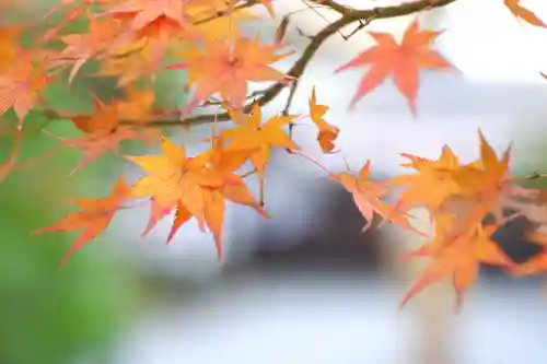 宇治神社の自然