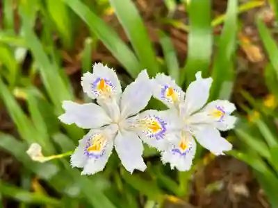 須山浅間神社(静岡県)