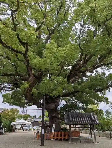 百舌鳥八幡宮(大阪府)