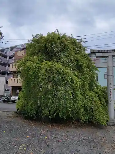 氷川神社の自然