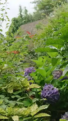 杉本寺の自然