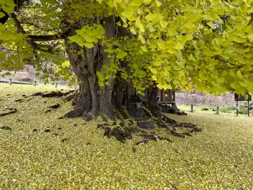 銀杏三寶大荒神(長野県)