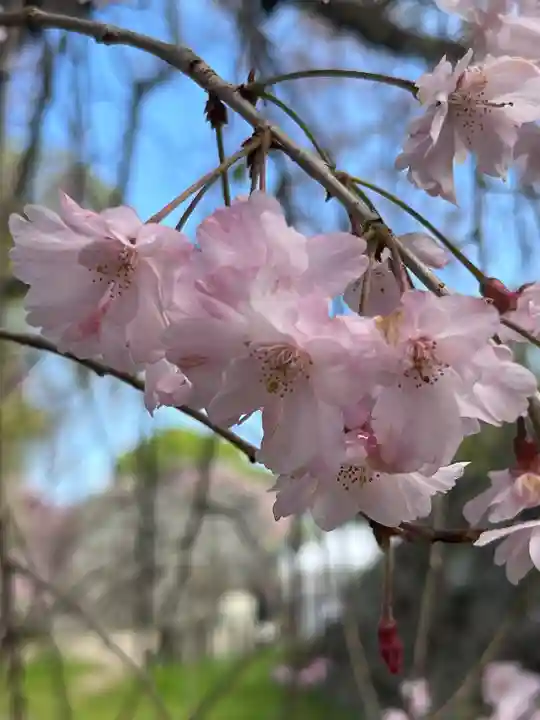 光雲神社(福岡県)