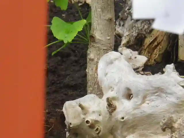 鶴岡八幡宮の自然