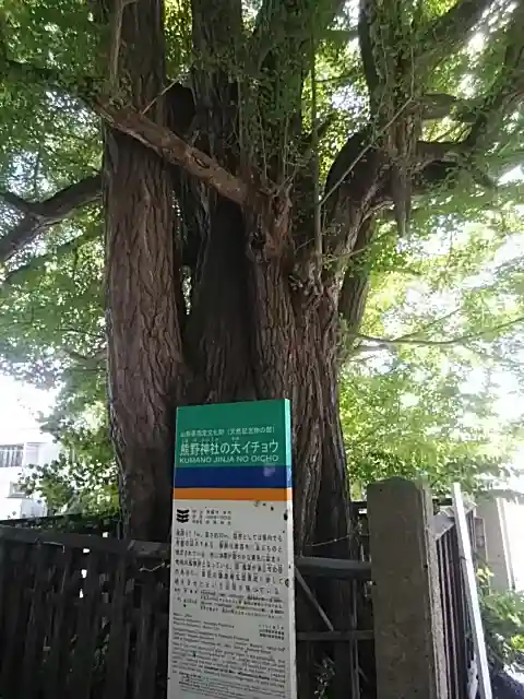 熊野大社の自然