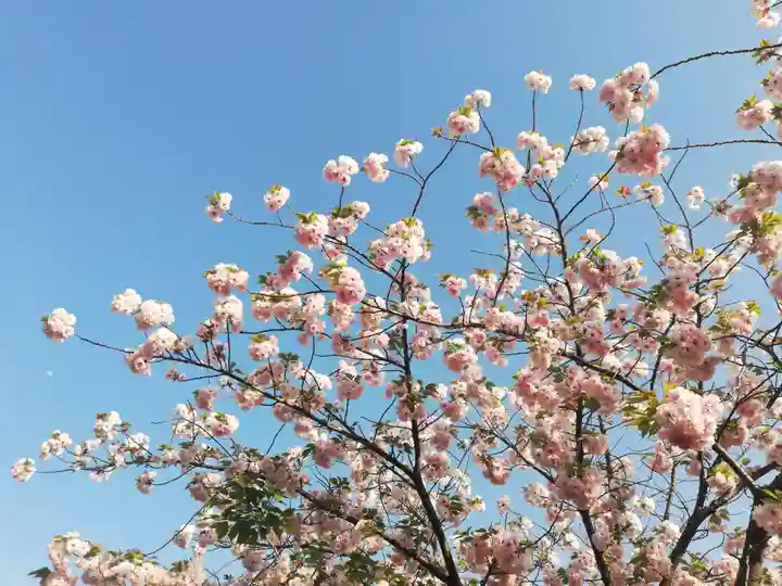 増上寺塔頭 三縁山 宝珠院の周辺