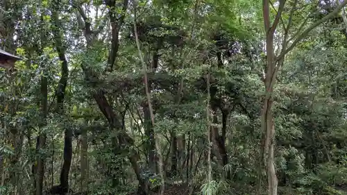 大尾神社の自然