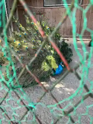 岩槻久伊豆神社(埼玉県)