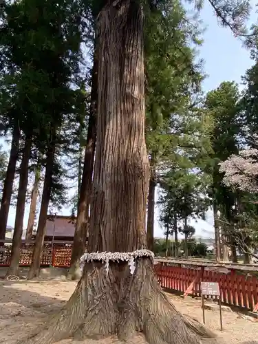 櫛引八幡宮の自然