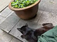 王子神社の動物