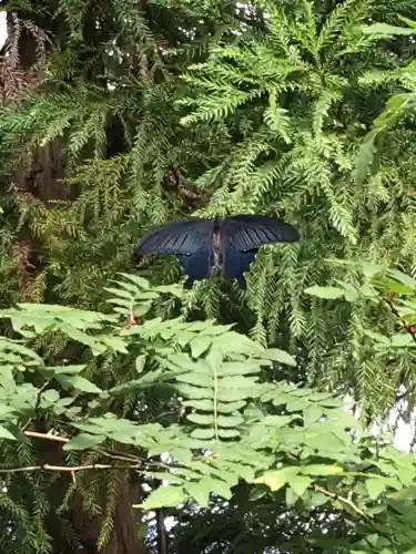 椙本神社(高知県)