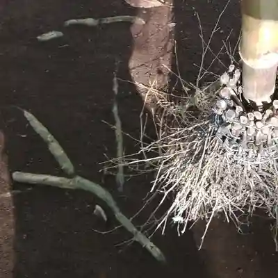 沼尾神社(茨城県)