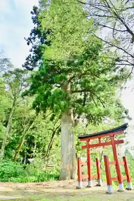 石動神社の自然