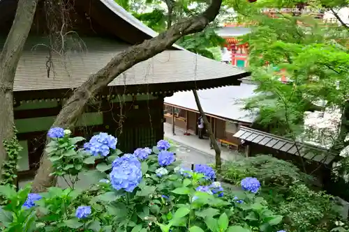 高幡不動尊　金剛寺の自然