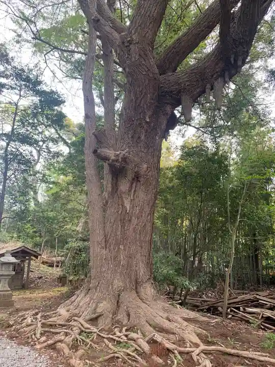 七社神社(千葉県)