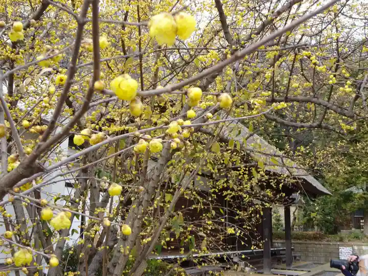 横浜 西方寺の自然