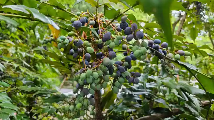 箱根神社(神奈川県)