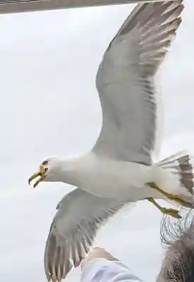 金華山黄金山神社(宮城県)