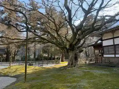 千如寺大悲王院の{uncategorized: "未分類", other: "その他", undefined: "問題あり", building: "その他建物", grave: "お墓", sacred_gate: "鳥居", guardian: "狛犬", statue: "像", buddha: "仏像", history: "歴史", nature: "自然", garden: "庭園", animal: "動物", pagoda: "塔", temizu: "手水舎", mountain_gate: "山門・神門", sanctuary: "本殿・本堂", subordinate: "末社・摂社", art: "芸術", scenery: "景色", jizo: "地蔵", ema: "絵馬", goshuin: "御朱印", omikuji: "おみくじ", items: "授与品その他", amulet: "お守り", goshuincho: "御朱印帳", eats: "食事", festival: "お祭り", votive_dance: "神楽", shichigosan: "七五三参", wedding: "結婚式", experience: "体験その他", initially: "初詣", around: "周辺", anti_infection: "感染症対策"}