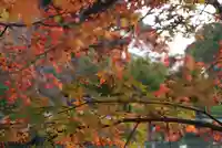 東寺(教王護国寺)の自然