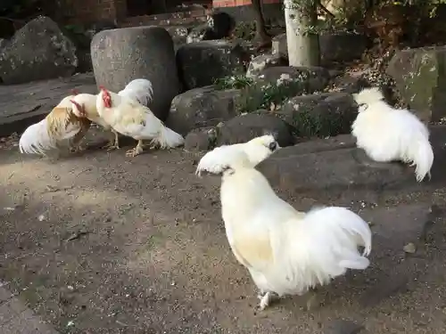 松森天満宮の動物
