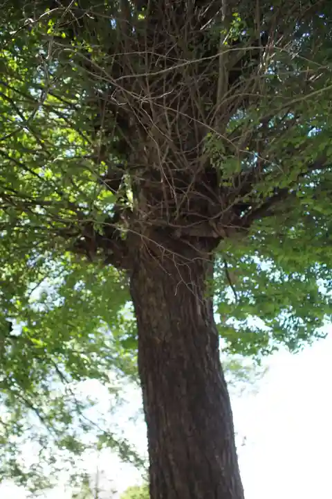 千形神社(埼玉県)