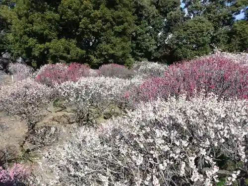 道明寺天満宮の自然