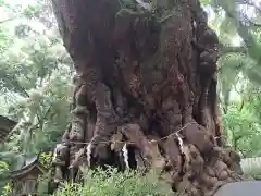 來宮神社(静岡県)