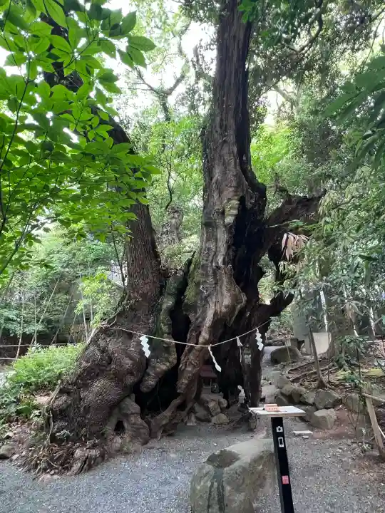 來宮神社の{uncategorized: "未分類", other: "その他", undefined: "問題あり", building: "その他建物", grave: "お墓", sacred_gate: "鳥居", guardian: "狛犬", statue: "像", buddha: "仏像", history: "歴史", nature: "自然", garden: "庭園", animal: "動物", pagoda: "塔", temizu: "手水舎", mountain_gate: "山門・神門", sanctuary: "本殿・本堂", subordinate: "末社・摂社", art: "芸術", scenery: "景色", jizo: "地蔵", ema: "絵馬", goshuin: "御朱印", omikuji: "おみくじ", items: "授与品その他", amulet: "お守り", goshuincho: "御朱印帳", eats: "食事", festival: "お祭り", votive_dance: "神楽", shichigosan: "七五三参", wedding: "結婚式", experience: "体験その他", initially: "初詣", around: "周辺", anti_infection: "感染症対策"}